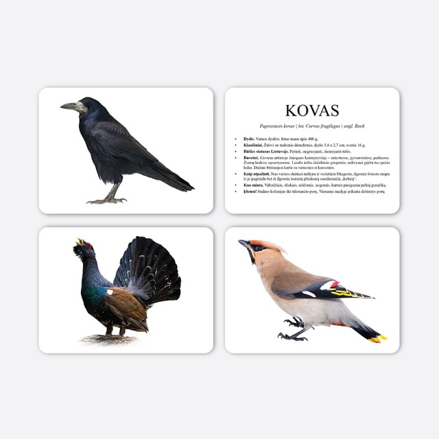 Paukščiai - Mokomosios kortelės