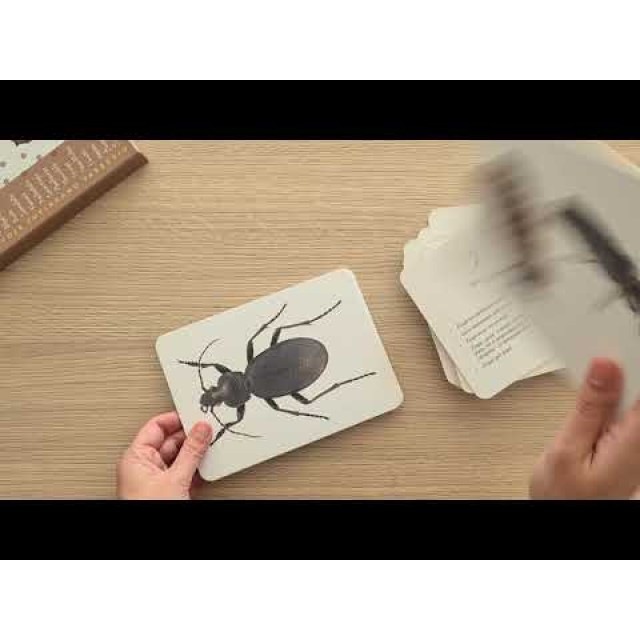 Vabzdžiai - Mokomosios kortelės